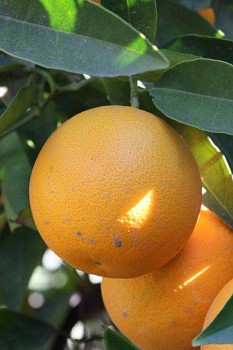Citrus sinensis "PARSON BROWN" (L.) Osbeck - Citrumelo