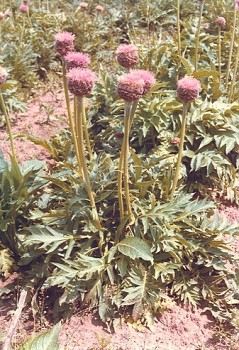 Leuzea carthamoides (DC.) - MARALOVÝ KOŘEN - Rhaponticum(Willd.)