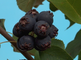 Amelanchier alnifolia var.Cusickii (Fern.) - Muchovník olšolistý